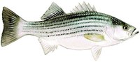 Illustration of a striped bass