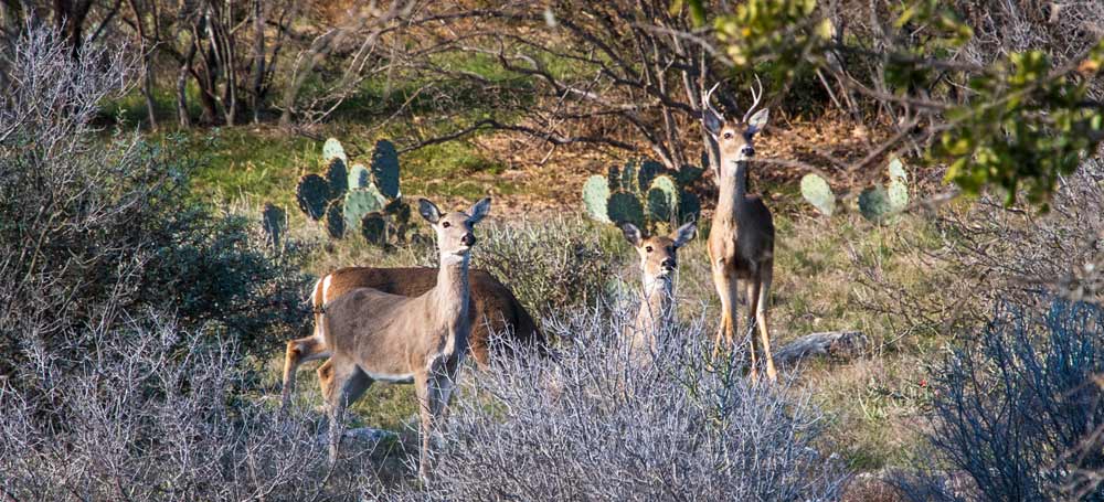 Deer in the Park