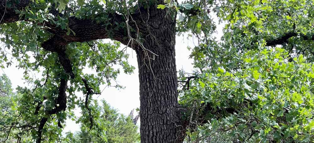 Post Oak tree