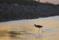 Bird wading in shallow water
