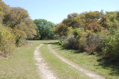 road curving between trees.