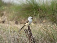 Scissor-tailed flycatcher