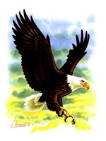 Large bird in flight