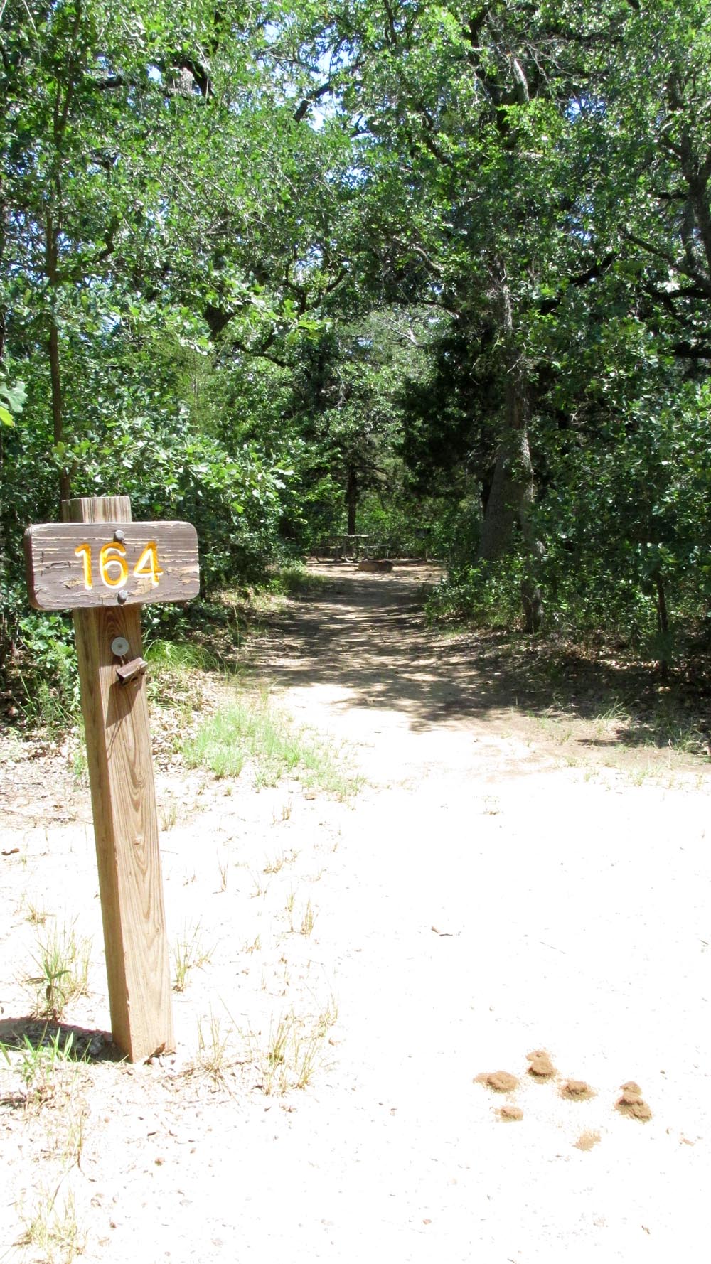 Walk-in Site #164 in the Willow Cove area.
