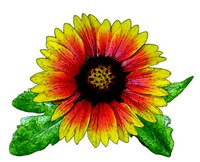 Illustration of Indian blanket wildflower