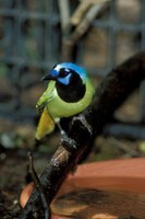 Bright green bird with blue and black head, perched on a tree branch