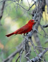 Bright red bird perched on a tree branch