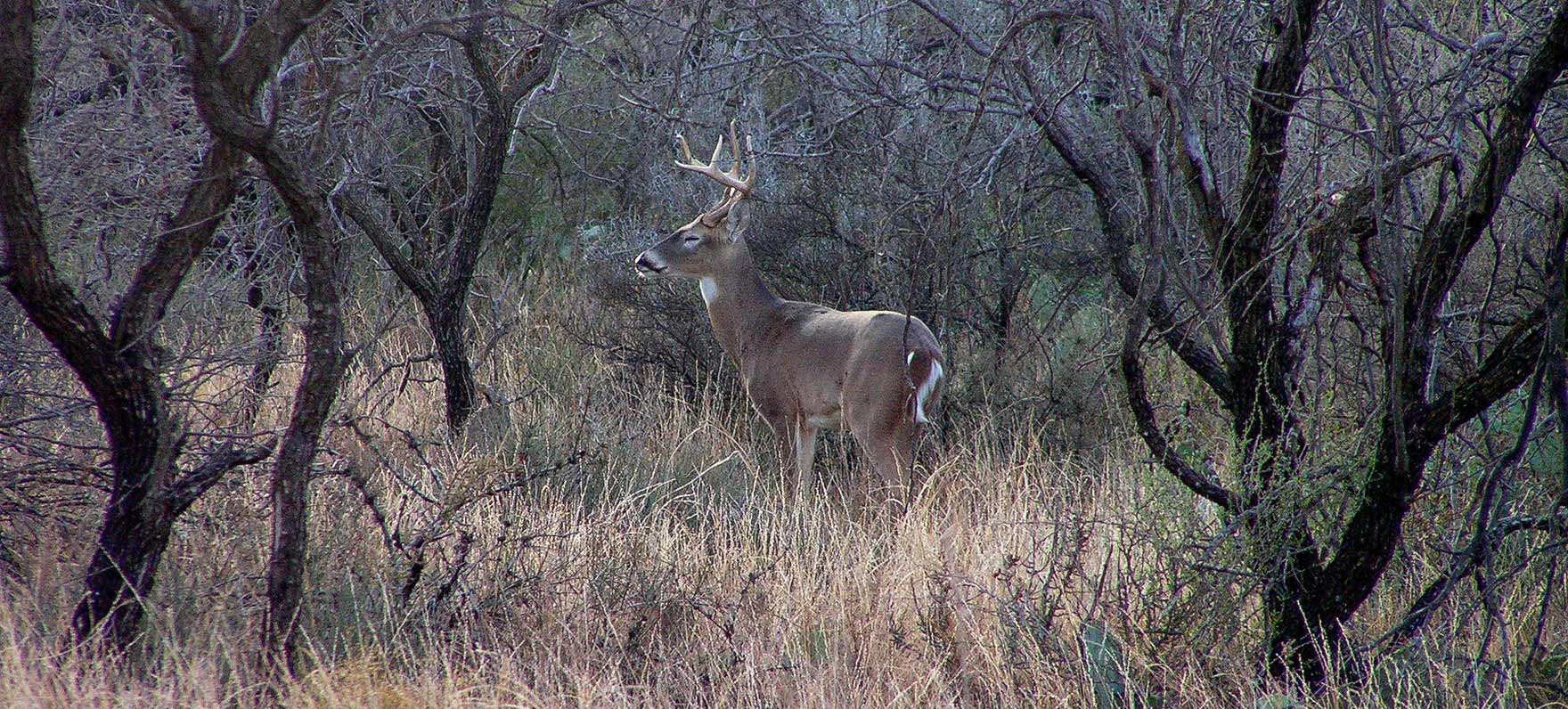 deer siting in San Angelo SP