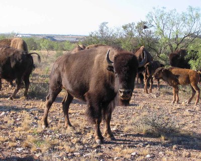 Bison looking directly at camera with others in the background
