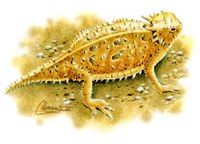 Painting of a horned lizard