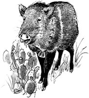 line drawing of javelina next to prickly pear