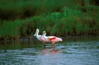 roseate spoonbills