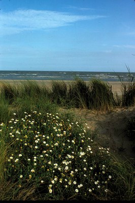 Wildflowers, grass and the Gulf