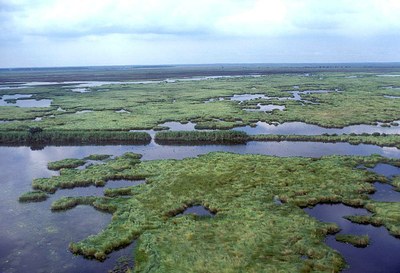 View of the marsh, with plants and water alternating