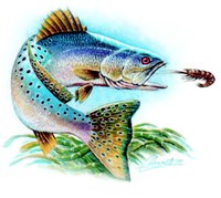colorful illustration of fish chasing a shrimp