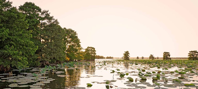 Watery area with plants growing in and trees along the edges.