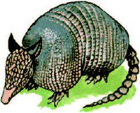 Illustration of armadillo