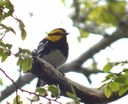 golden-cheeked warbler perched on branch