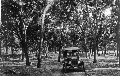old car driving beneath pecan trees
