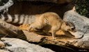 Ringtail_SherryAdkins1_web.jpg