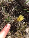 small cactus with yellow bloom