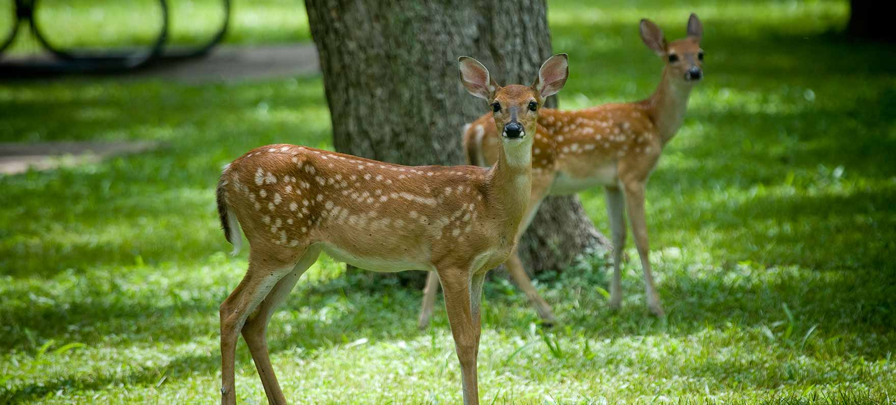 deer in Stephen F. Austin SP