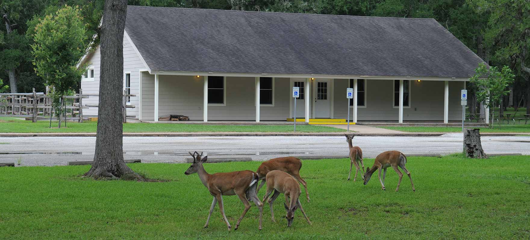 deer eating in front of SFA Hall