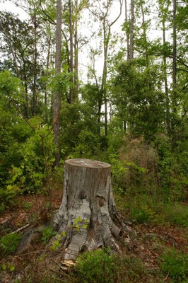 Tree stump surrounded by tall trees in a forest.