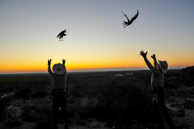 Game Wardens releasing birds.jpg