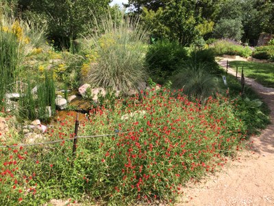 Native plant garden